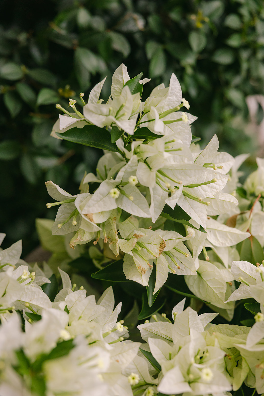 Buganvillas blancas en flor