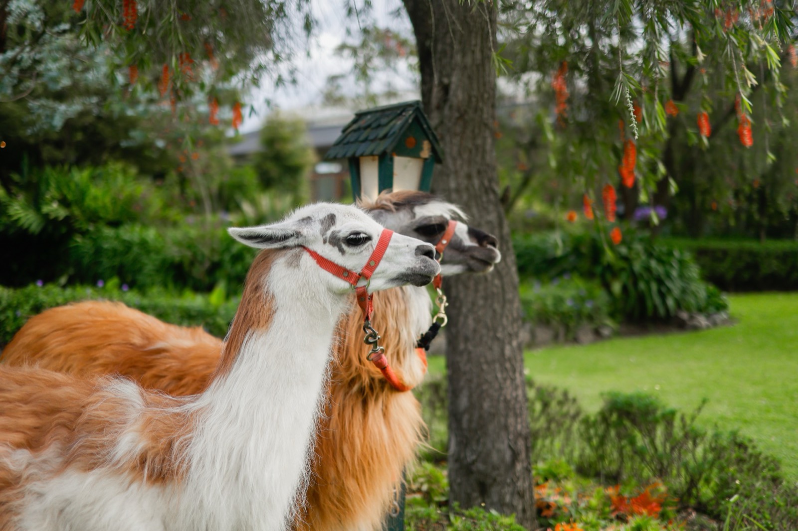 Llamas en los jardines de Villa Pietra