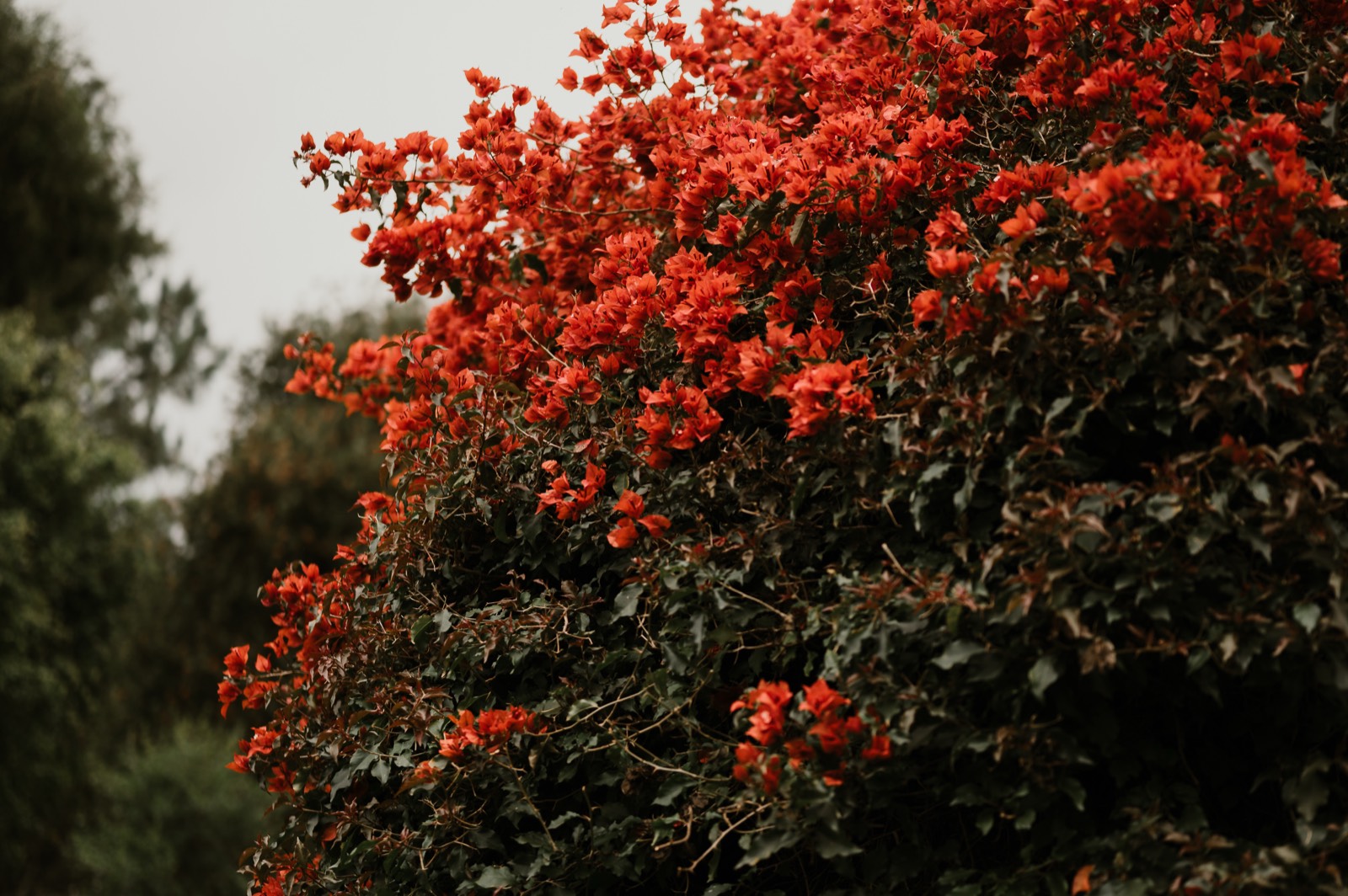 Detalle de flores rojas en el jardín